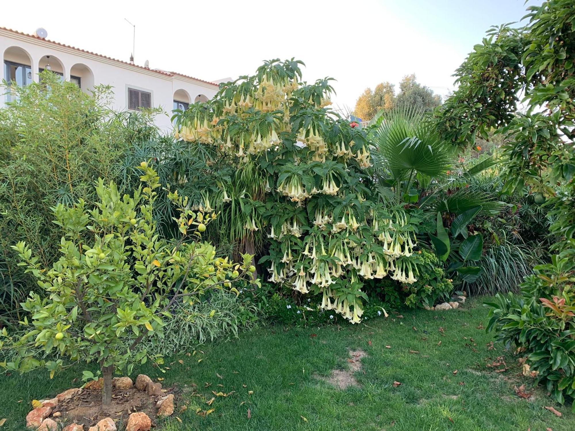 A Tranquil Garden Apartment, Carvoeiro - Benagil Ngoại thất bức ảnh